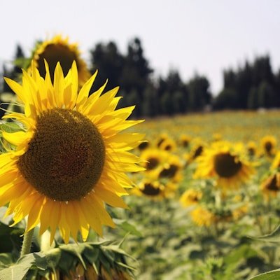 Argan Oil Styling Gel